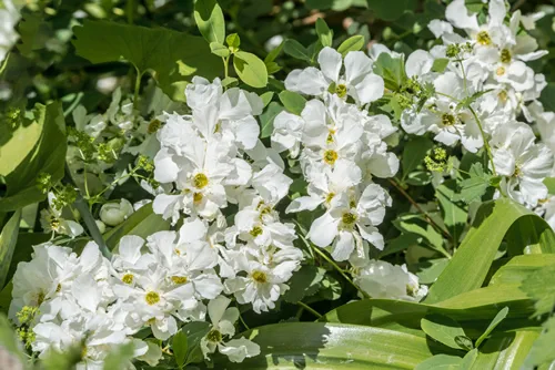 Pearlbush 'The Bride' (Exochorda x macrantha) in park